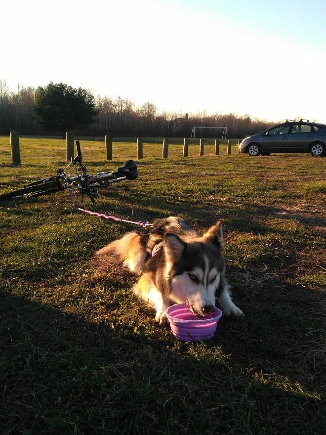 Folding Silicone Pet Bowl - The Pet Reset
