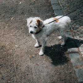 Dog Walking - The Pet Reset