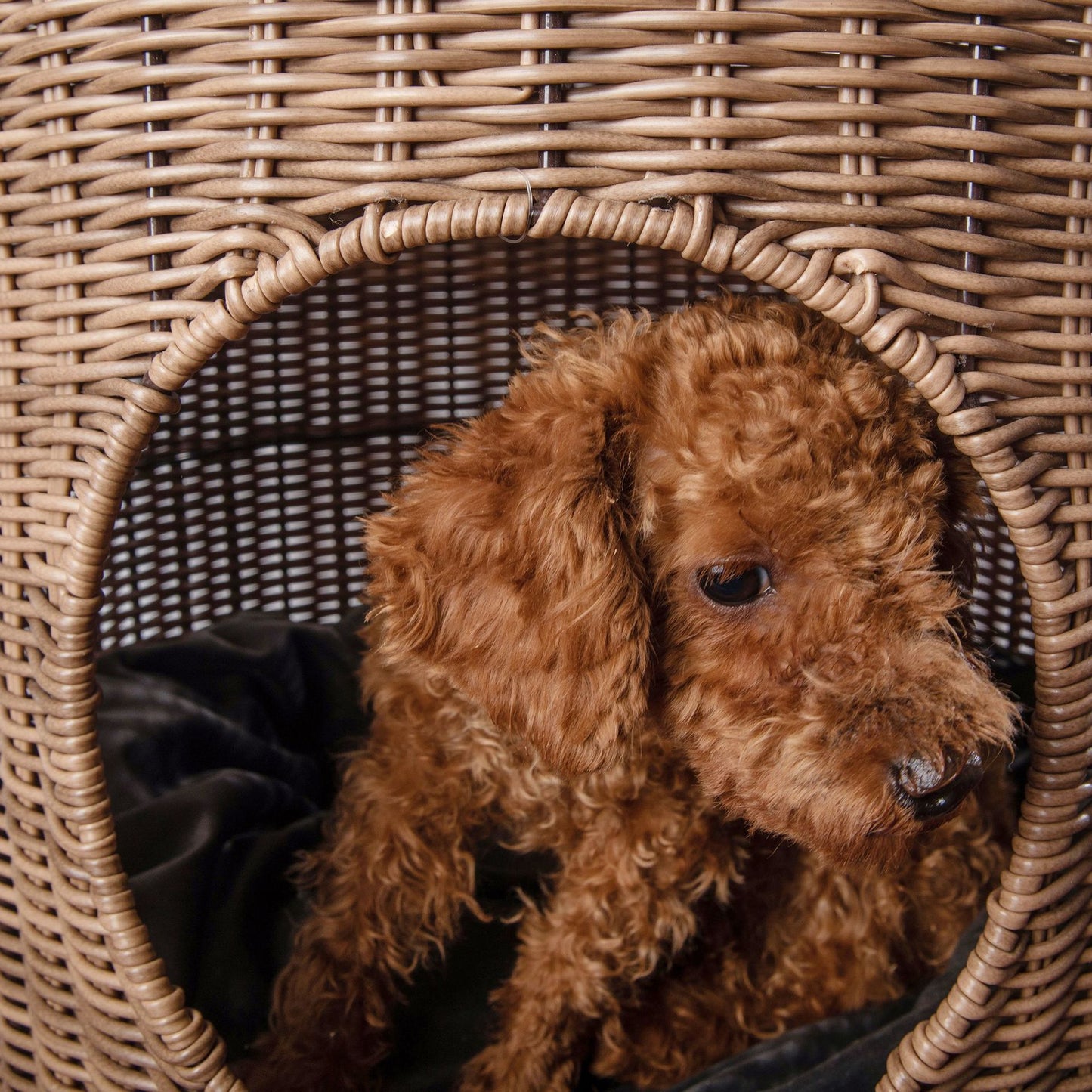 Cane Woven Cat Kennel